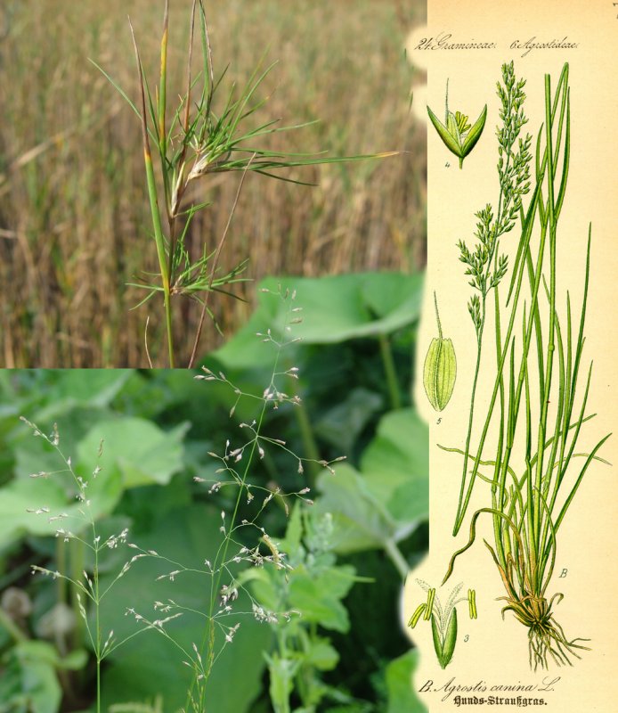 Полевичка волосовидная(eragrostis capillaris)