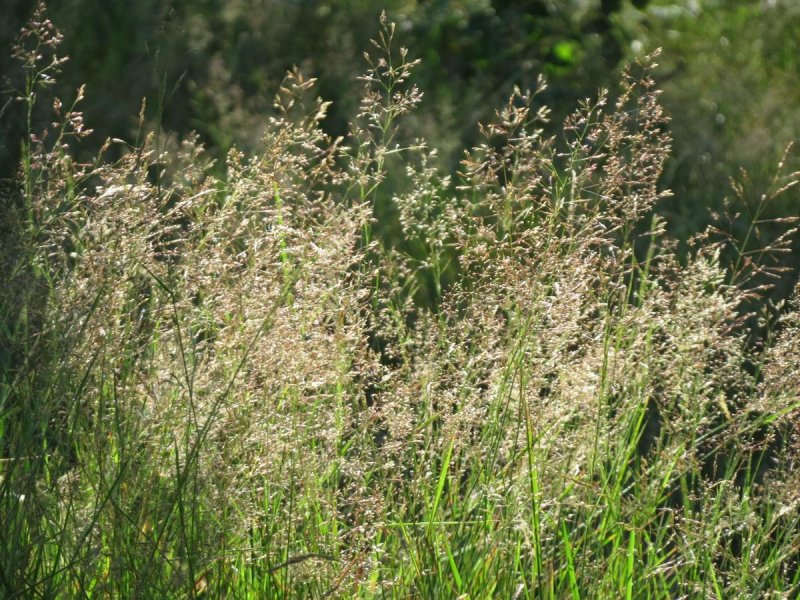 Полевица тонкая (agrostis capillaris)