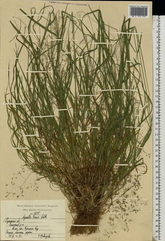 Agrostis vinealis