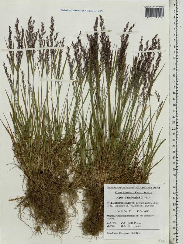 Полевица тонкая (agrostis capillaris)