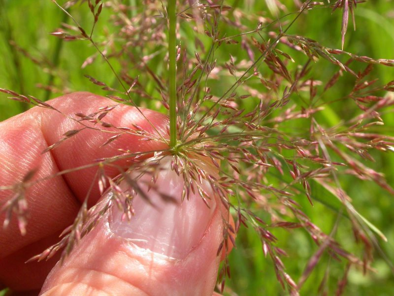 Полевица побегоносная (agrostis stolonifera)