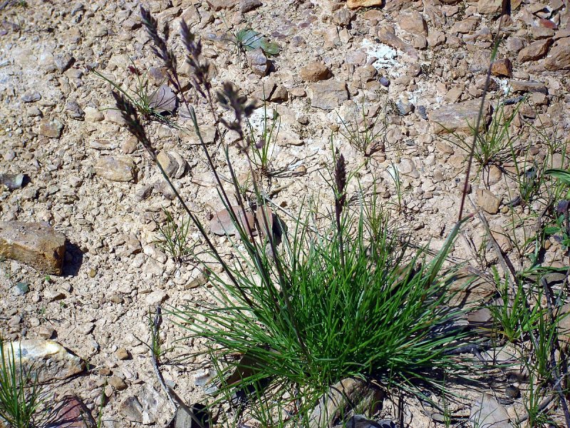 Agrostis Canina l. - Полевица собачья