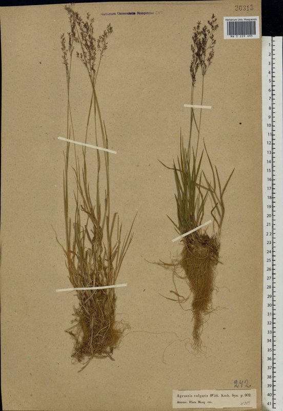 Полевичка волосовидная(eragrostis capillaris)