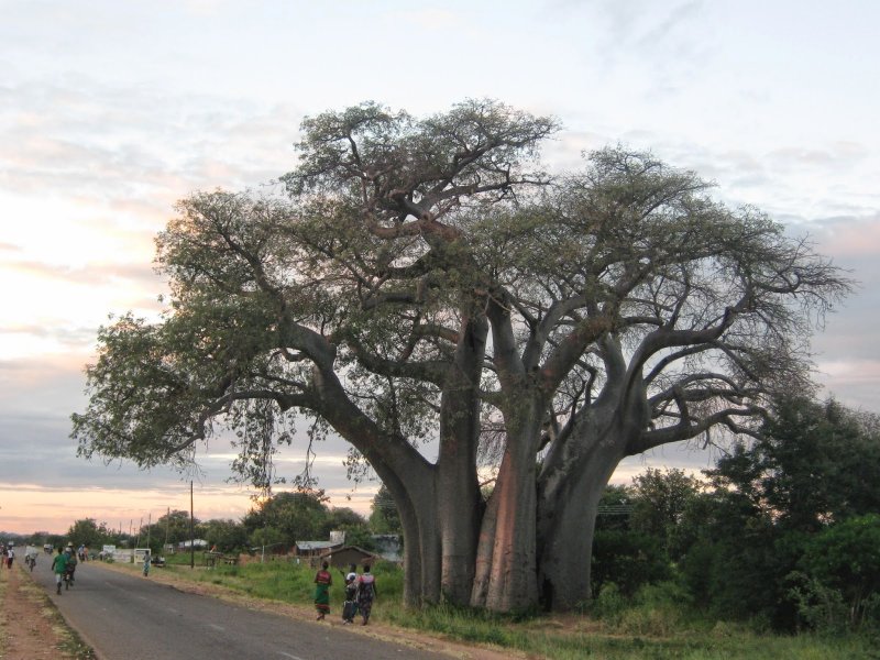 Ceiba glaziovii
