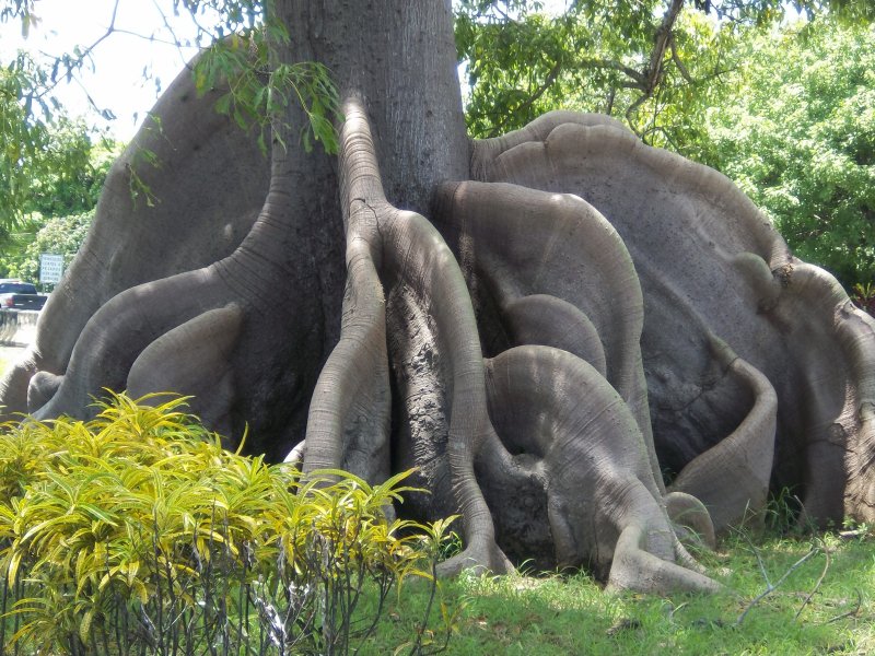 Bombax Ceiba дерево