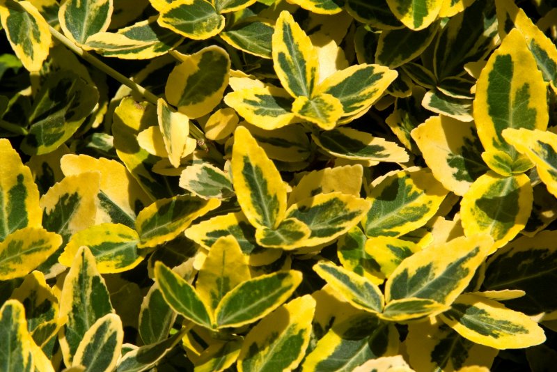 Бересклет Форчуна Emerald Gold