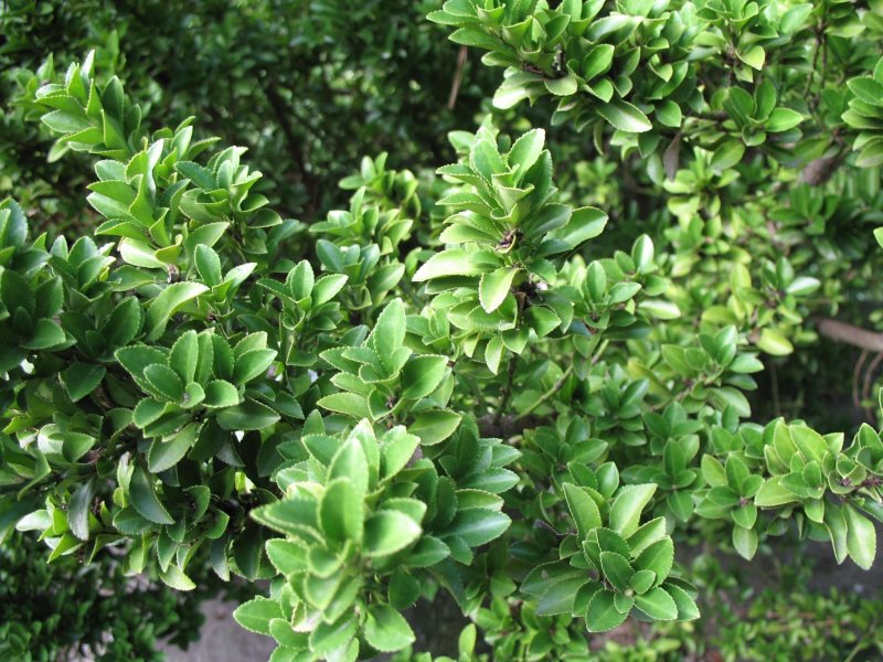 Бересклет японский (Euonymus japonicus)