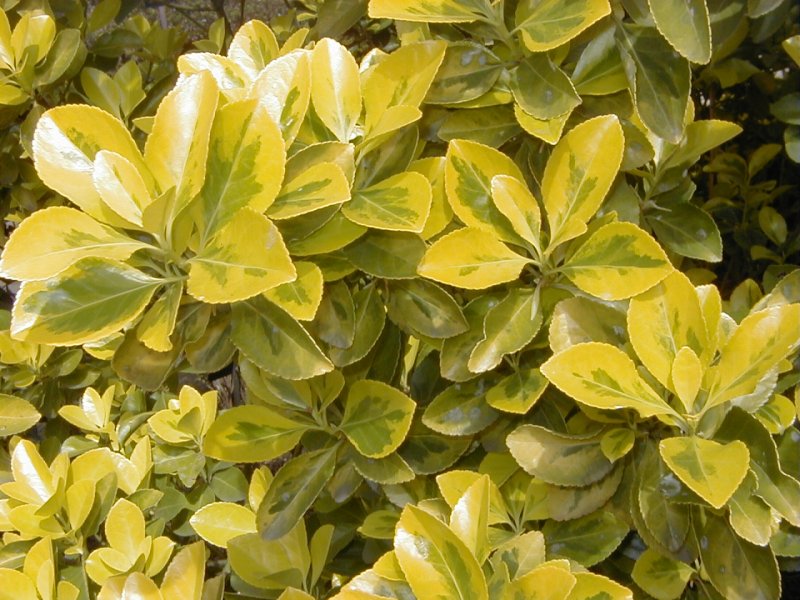 Бересклет японский (Euonymus japonicus)