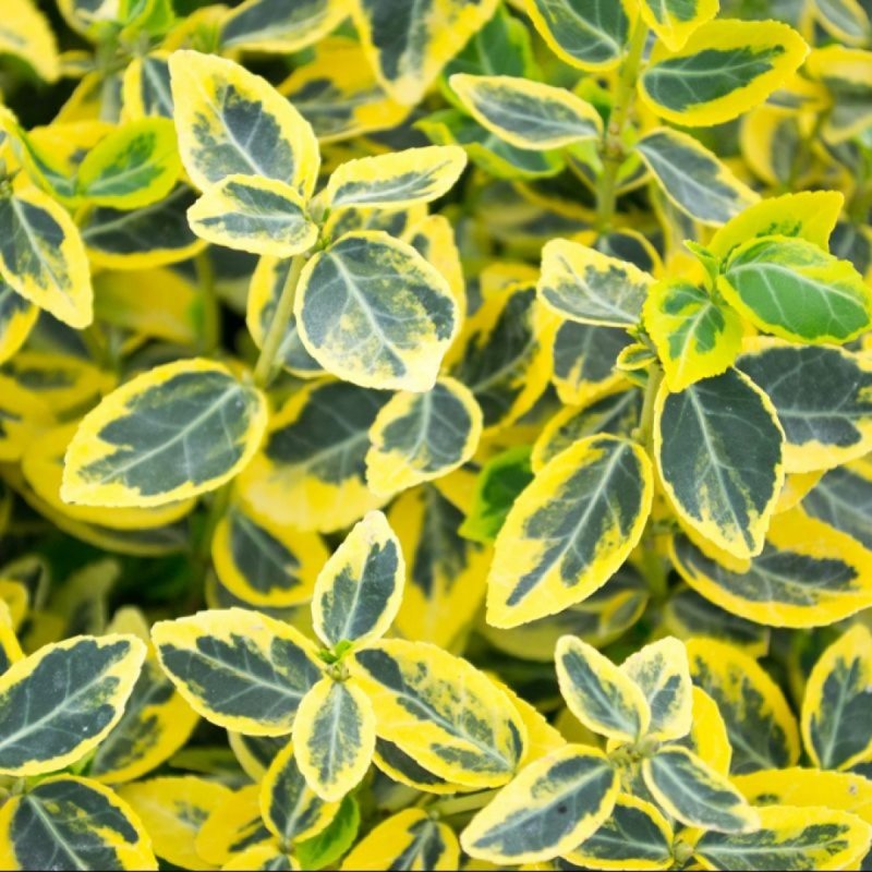 Бересклет Форчуна Emerald Gold