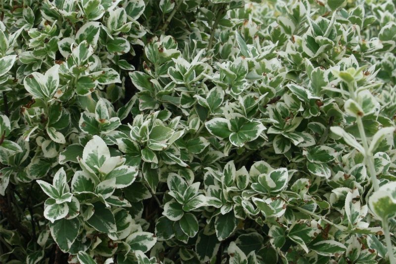 Бересклет Форчуна (Euonymus fortunei)