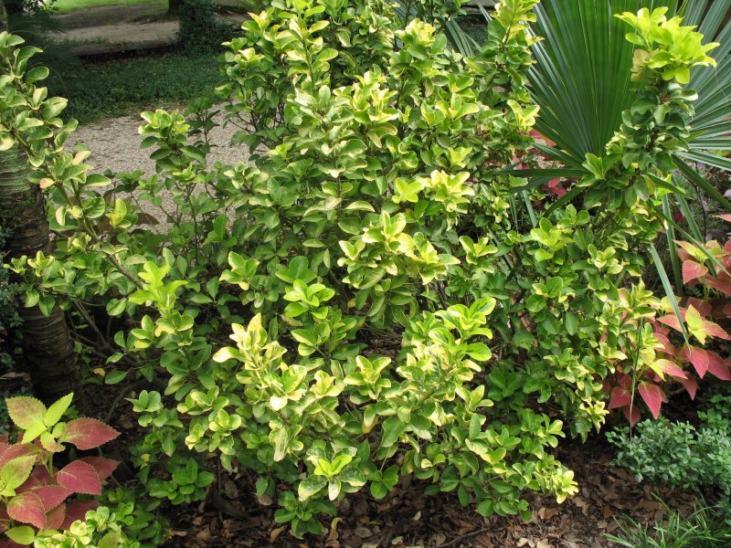 Euonymus japonica Aurea