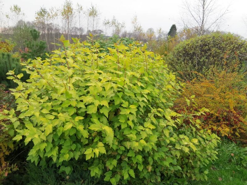 Пузыреплодник - Physocarpus opulifolius Amber Jubilee 'Jefam'