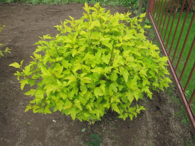 Пузыреплодник калинолистный (Physocarpus opulifolius `Darts Gold`)