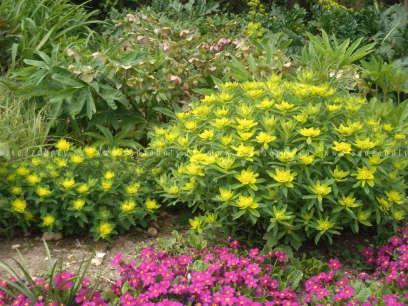 Молочаем многоцветным (Euphorbia polychroma)