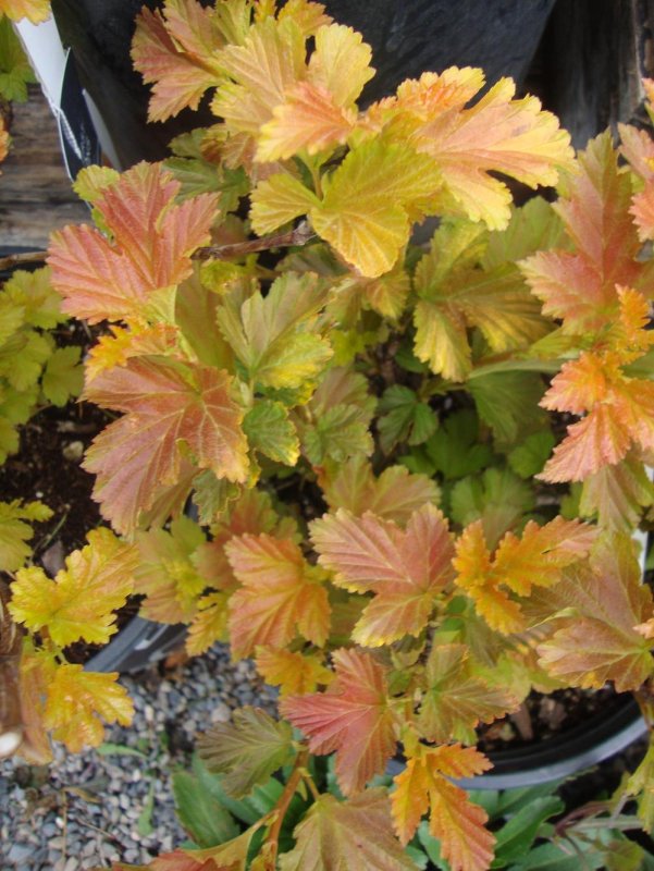 Пузыреплодник калинолистный (Physocarpus opulifolius `Amber Jubilee`)