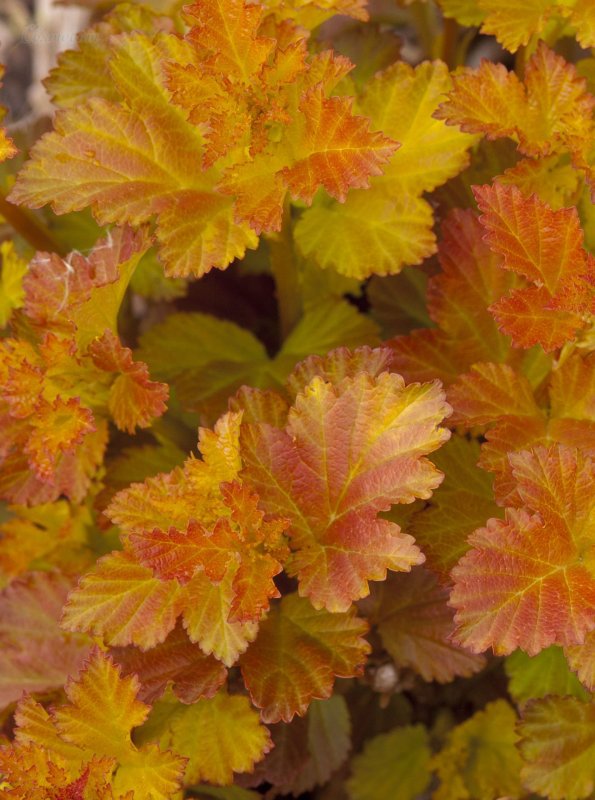 Rosaceae Physocarpus