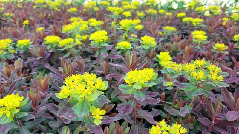 Euphorbia Atropurpurea