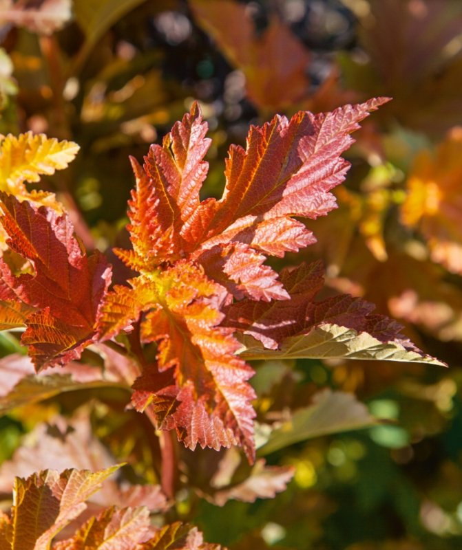 Пузыреплодник калинолистный (Physocarpus opulifolius `Amber Jubilee`)