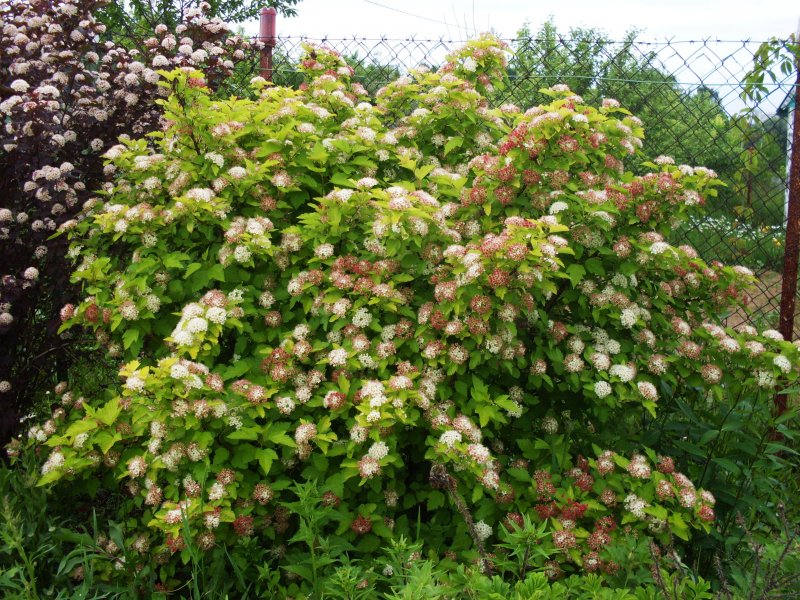 Пузыреплодник калинолистный - Physocarpus opulifolius 'Diabolo'