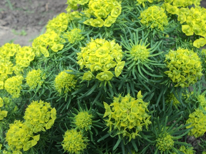 Молочаем многоцветным (Euphorbia polychroma)