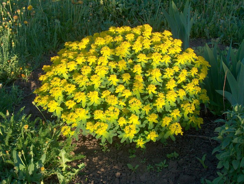 Молочай (Euphorbia) Tasmanian Tiger