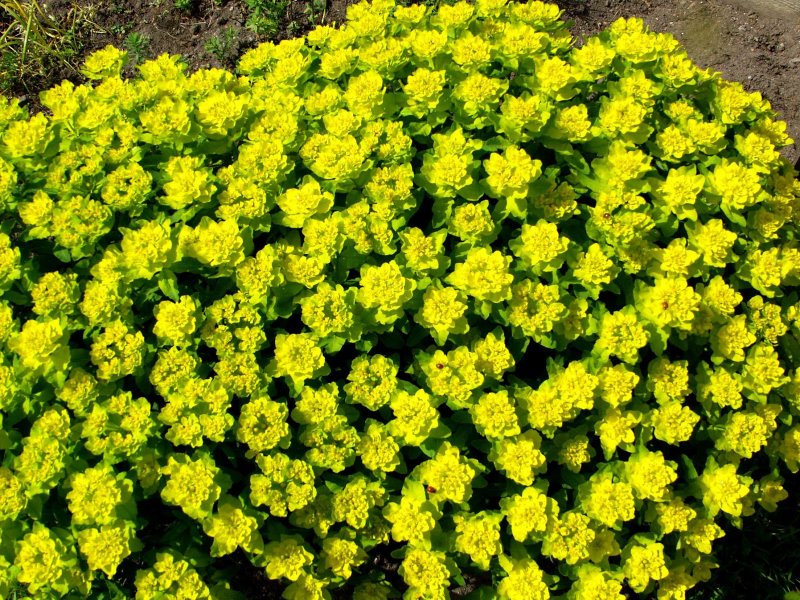 Молочай (Euphorbia)