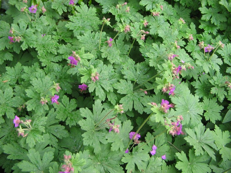 Пеларгония Flora