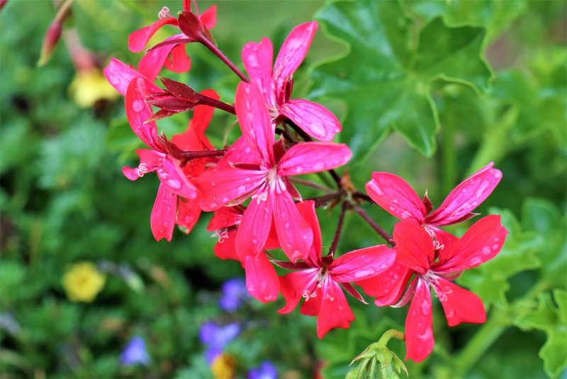 Пеларгония Pelargonium evka Red