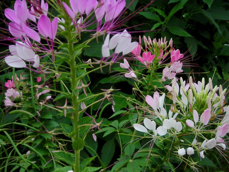 Клеома колючая Cleome spinosa