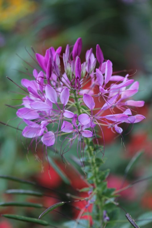 Клеома Clio Magenta