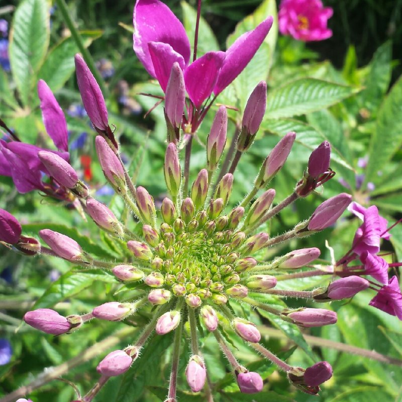 Клеома колючая Cleome spinosa