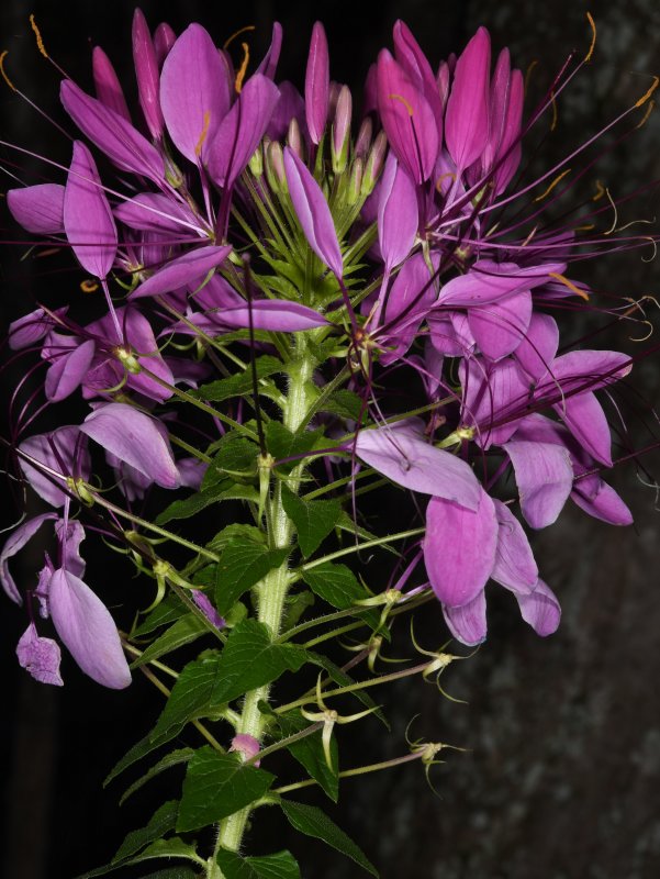 Cleome houtteana