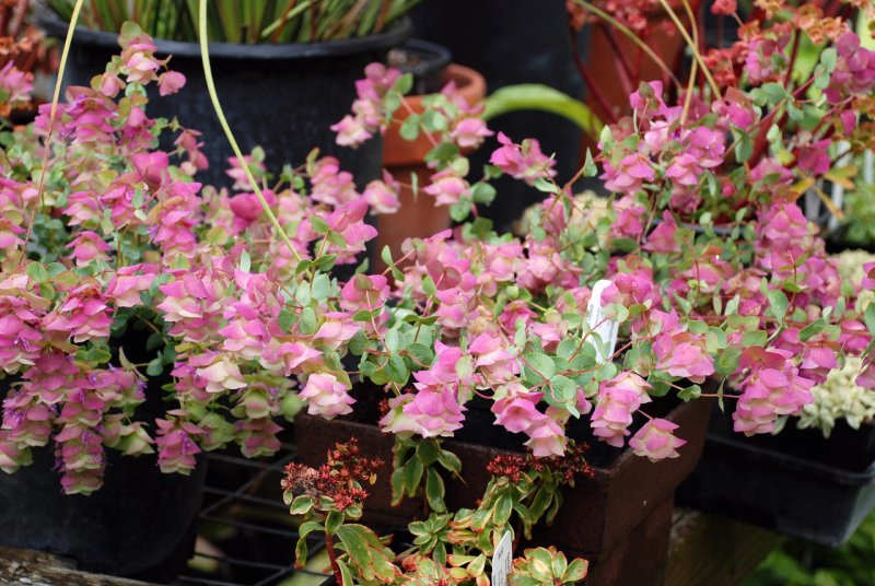 Ориганум Origanum rotundifolium Amethyst Falls