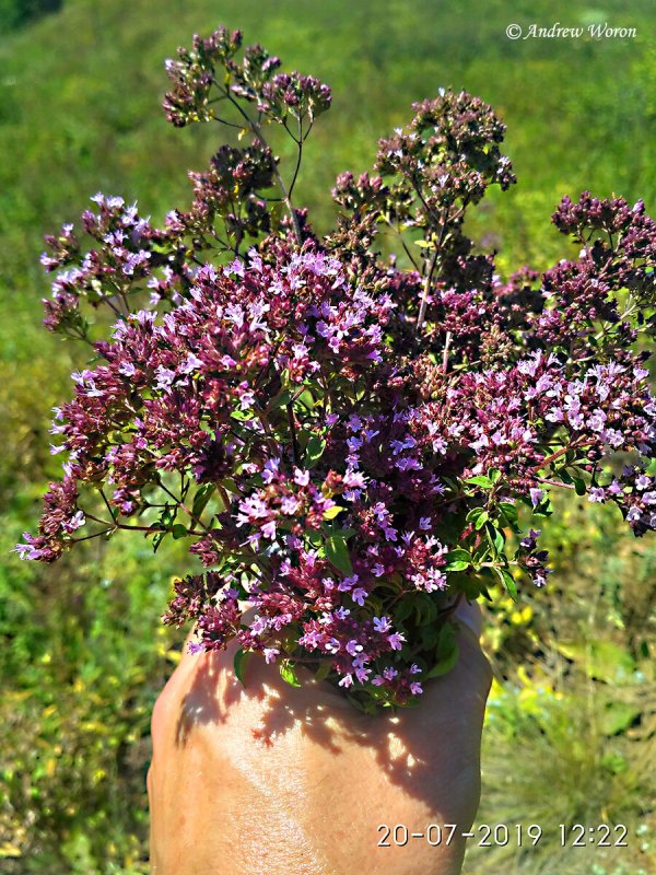 Душица сирийская