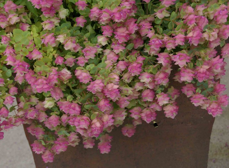Ориганум Origanum rotundifolium Kent Beauty