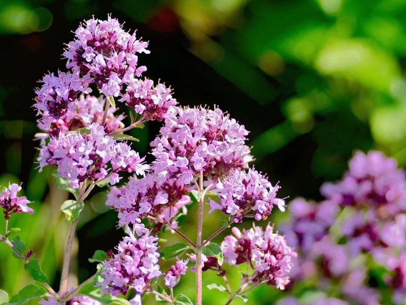 Ориганум Origanum rotundifolium Kent Beauty