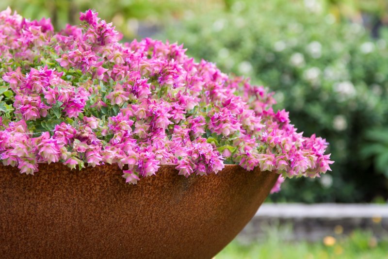 Душица Origanum rotundifolium bellissimo