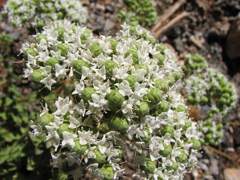 Origanum syriacum