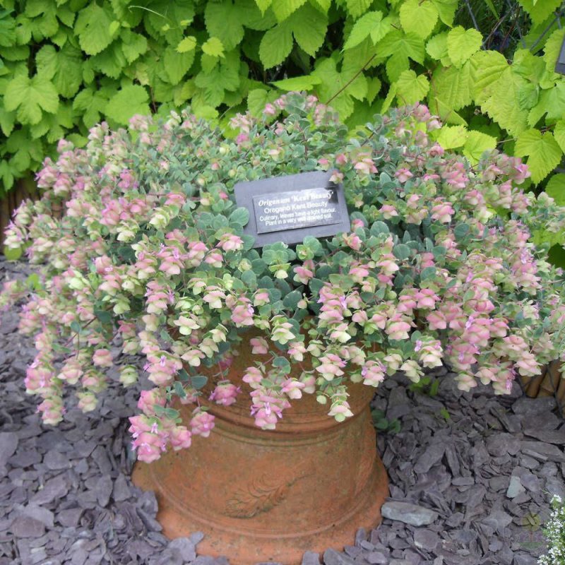 Душица круглолистная Kent Beauty