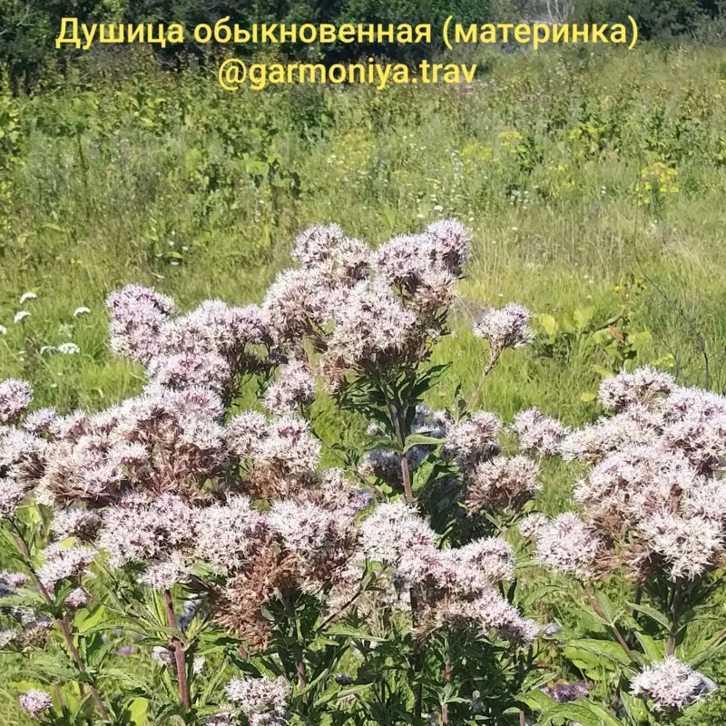 Ареал душицы обыкновенной