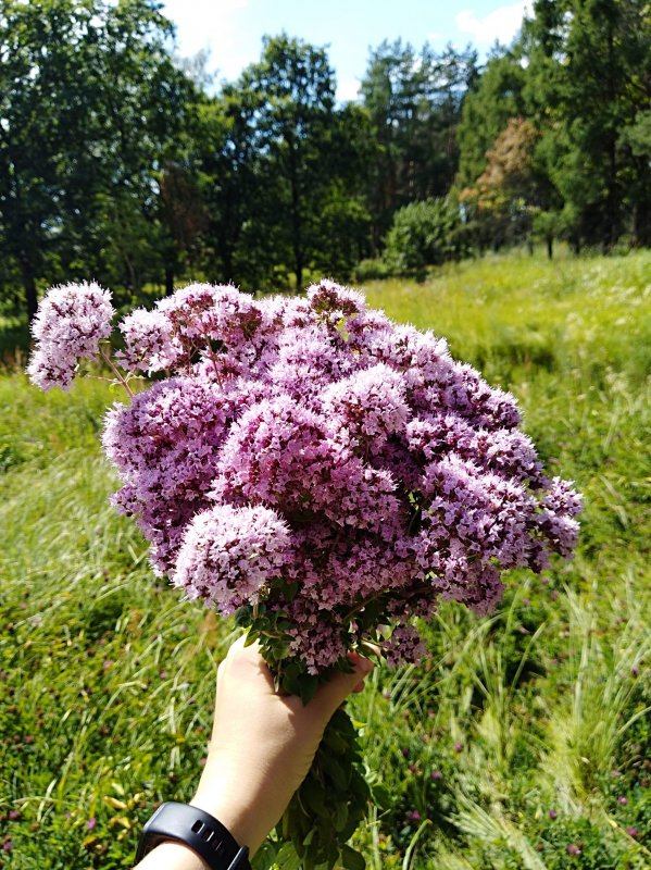 Душица куст высота