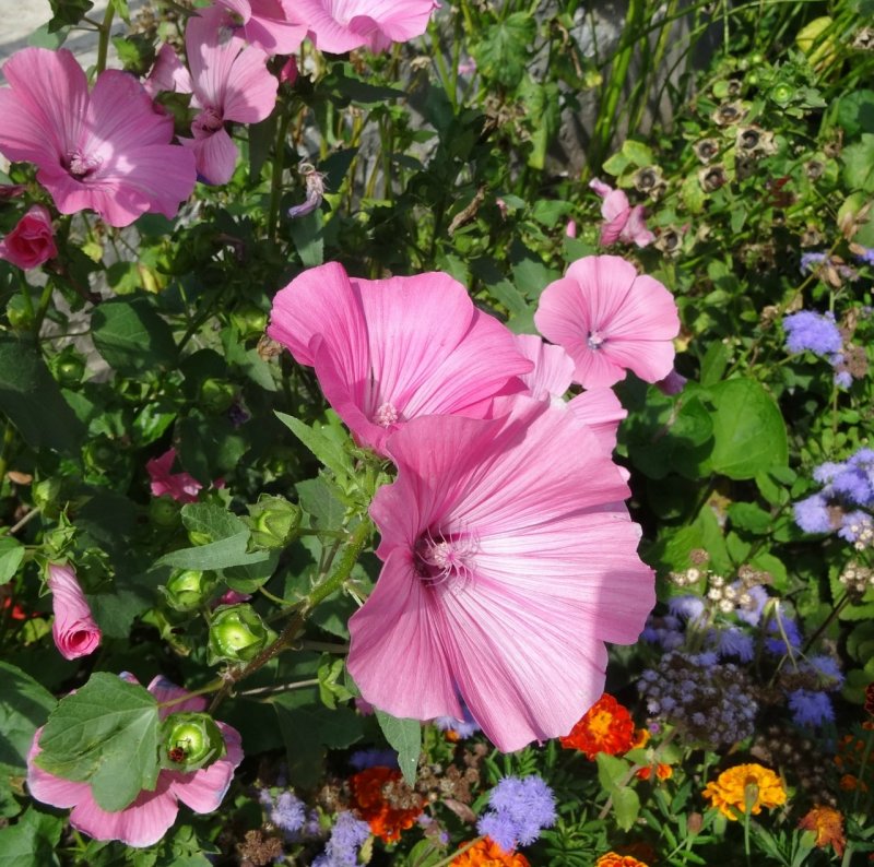 Lavatera trimestris