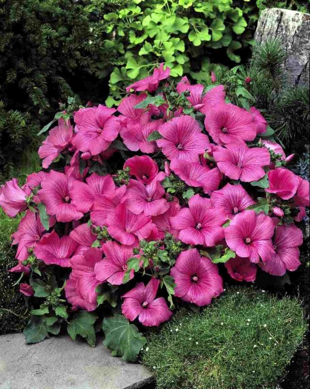 Лаватера (Lavatera)