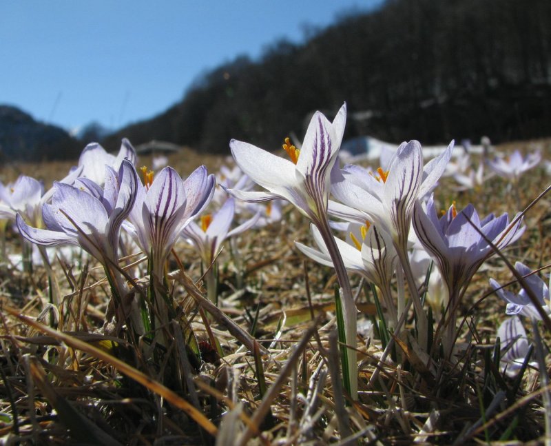 Crocus reticulatus