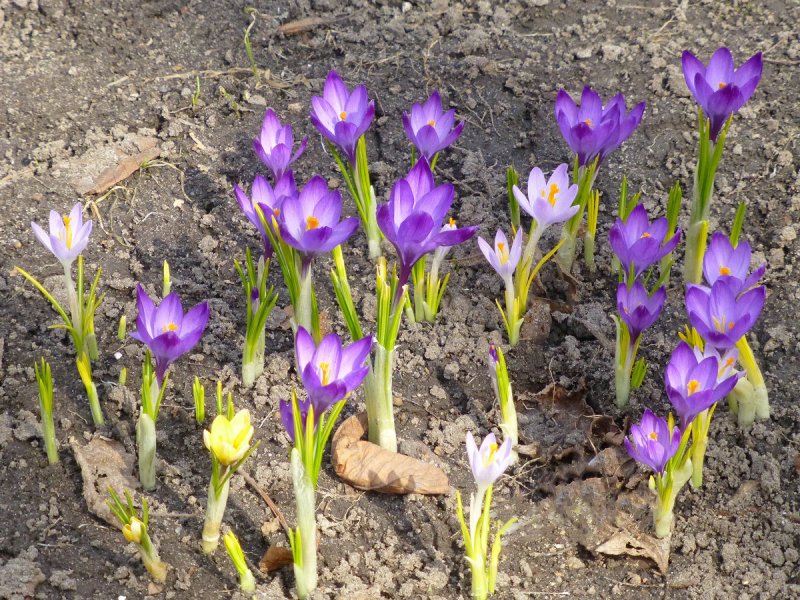 Crocus цвет