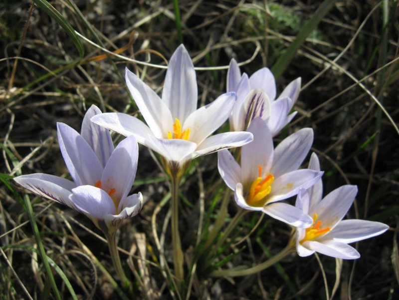 Шафран сетчатый (Crocus reticulatus)