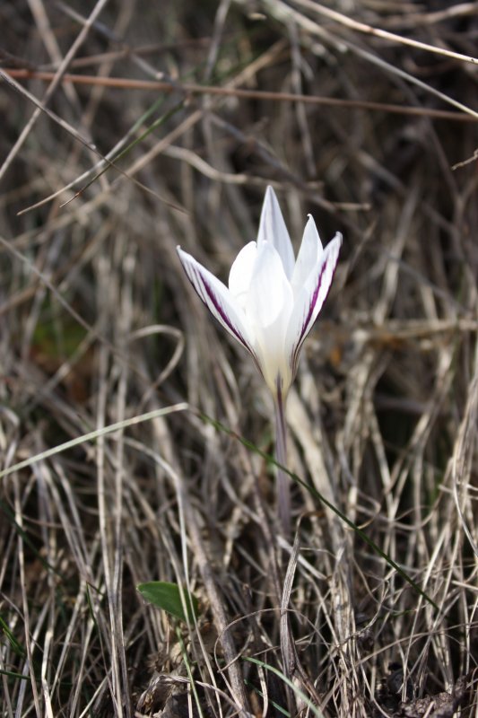 Crocus reticulatus