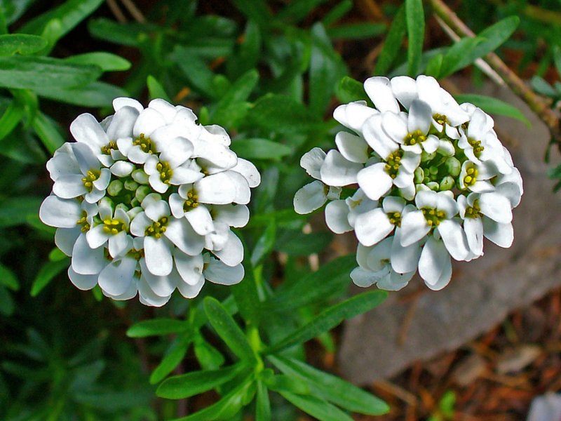 Иберис вечнозеленый — Iberis sempervirens