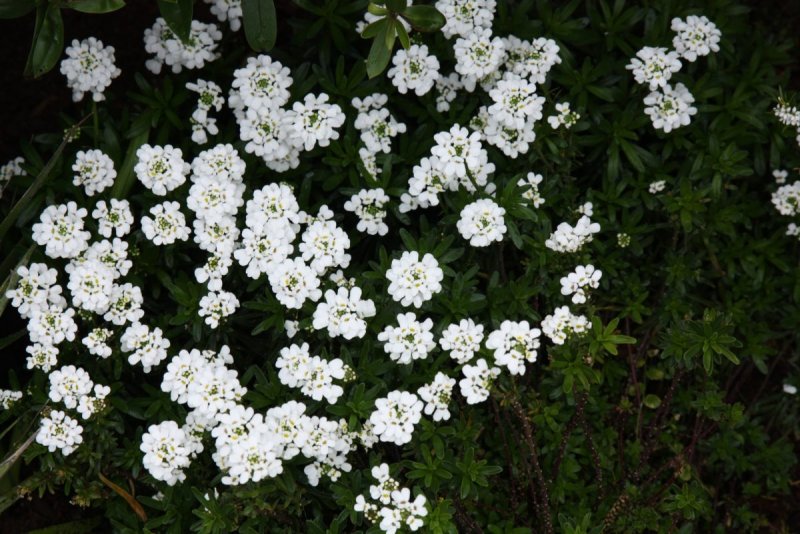 Иберис Iberis sempervirens Masterpiece