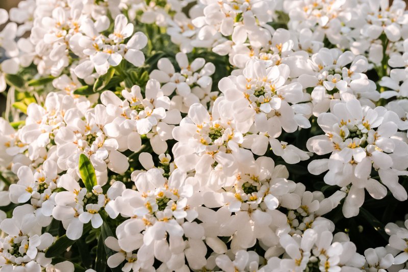 Иберис вечнозеленый — Iberis sempervirens